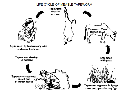 Tapeworm in Cattle, Sheep and Goats | Fivet Animal Health